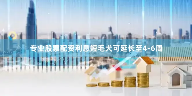 专业股票配资利息短毛犬可延长至4-6周